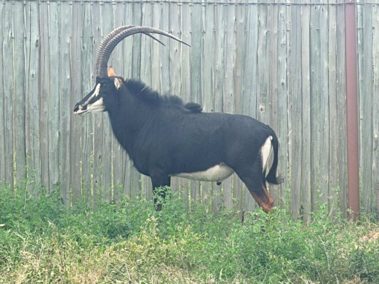 43 2/8" Sable bull